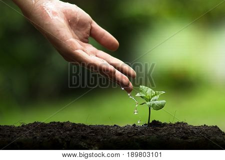 Plant a tree in nature,coffee tree,fresh,tree step,drop of water