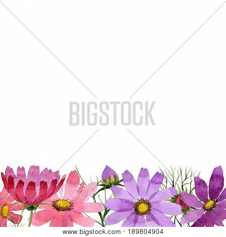 Wildflower kosmeya flower frame in a watercolor style isolated. Full name of the plant: kosmeya. Aquarelle wild flower for background, texture, wrapper pattern, frame or border.