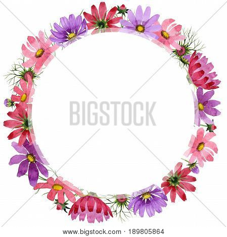 Wildflower kosmeya flower frame in a watercolor style isolated. Full name of the plant: kosmeya. Aquarelle wild flower for background, texture, wrapper pattern, frame or border.