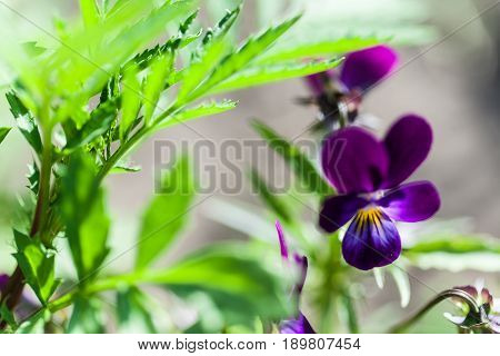 Viola odorata. Sweet Violet, English Violet, Common Violet, or Garden Violet blooming in spring close-up. Nature background.