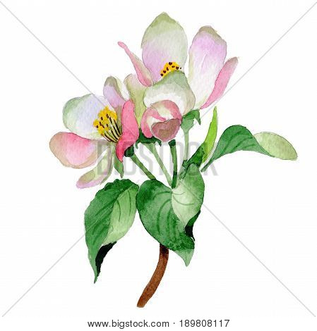 Wildflower Malus flower in a watercolor style isolated. Full name of the plant: Malus. Aquarelle wild flower for background, texture, wrapper pattern, frame or border.