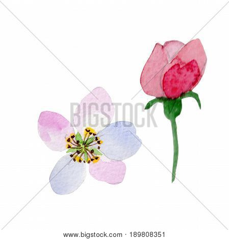 Wildflower Malus flower in a watercolor style isolated. Full name of the plant: Malus. Aquarelle wild flower for background, texture, wrapper pattern, frame or border.