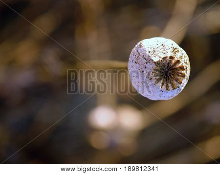 Detail Of Cultivated Poppy Head  In Field, Evening Light