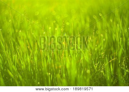 Vivid background of green grass and drops of morning dew