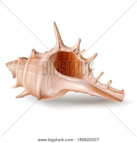 Vector illustration, badges, stickers, seashell murex in realistic style isolated on white. Print, template, design element