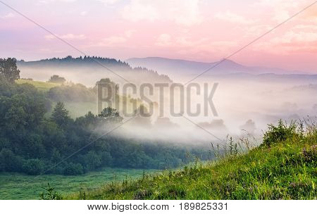 foggy forest in valley. spectacular mountain landscape at sunrise