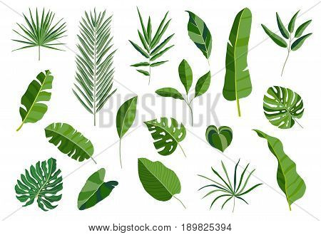 Set of tropical leaves. Different green leaf collection. Colorful vector illustration on white background in cartoon style