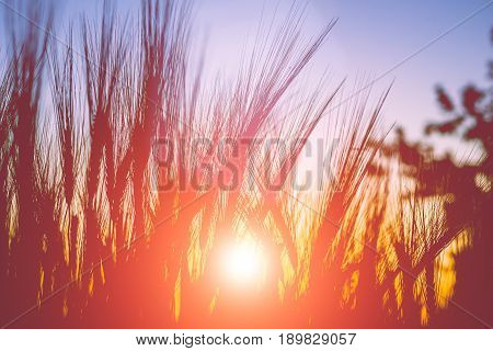 Silhouette of wheat ears during sunset warm light come up through the wheat. Gloden coloured lens flares.