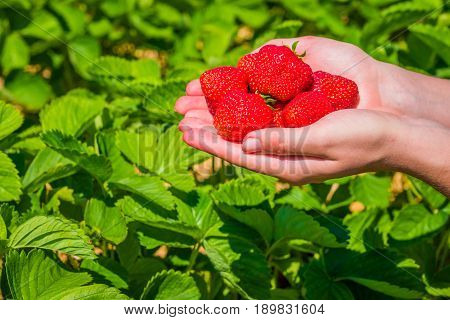 Handful fresh picked delicious strawberries held over strawberry plants.
