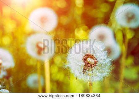 The dandelions blowballs under sun flares are ready to start seeds downwind.