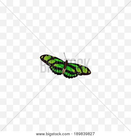 Realistic Birdwing Element. Vector Illustration Of Realistic Green Peacock Isolated On Clean Background. Can Be Used As Green, Butterfly And Fly Symbols.