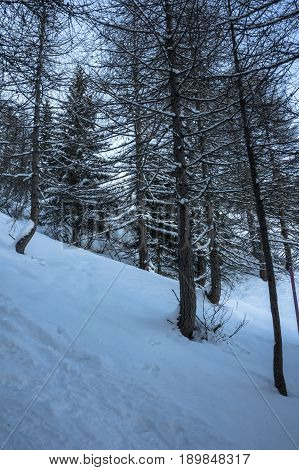 forest at simplon pass during winter in switzerland