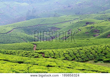 Beautifully green tea plantations in India in the Kerala state