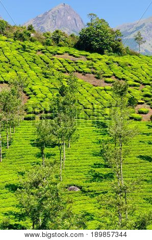 Beautifully green tea plantations in India in the Kerala state