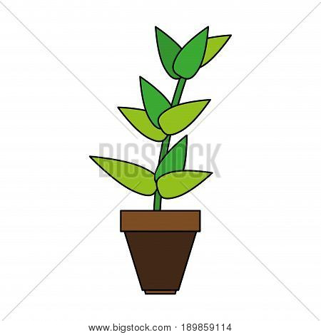 matera plants inside vector icon illustration design graphic