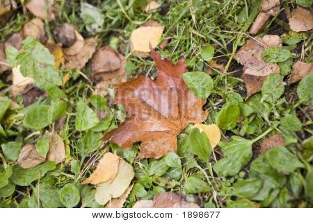 Maple Leaf