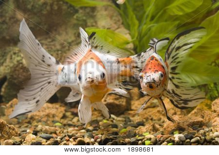 Synet af guldfisk