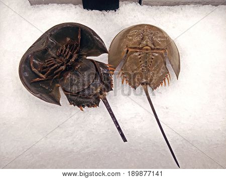 Display Top and Under Shell of Horseshoe Crab on Ice