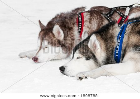 cane da slitta due siberian husky stanco con tiraggio in inverno