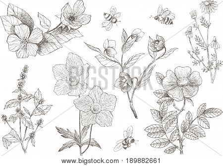 Vintage botanical detailed illustration wild flowers set. Engraving style. Hand drawing illustration. Vector. Summer plants and bees.