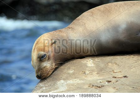 Close-up of a California Sea Lion (Zalophus Californianus) Resting on a Rock. La Holla California United States