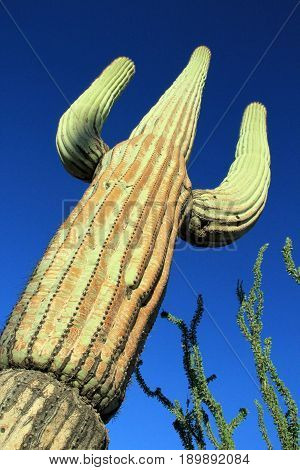 Saguaro Cactus (Carnegiea Gigantea) in Saguaro National Park Tucson. Arizona United States
