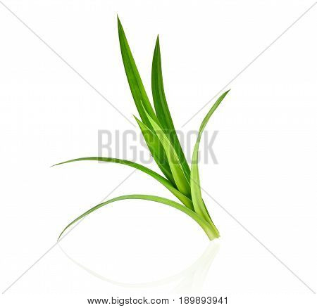 fresh green pandan leaves isolated on white background