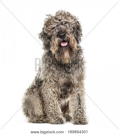 Cross-breed dog sitting and panting, isolated on white