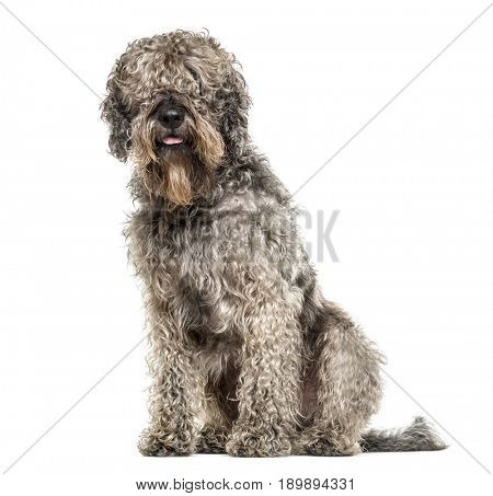 cross-breed dog sitting, 6 years old, isolated on white