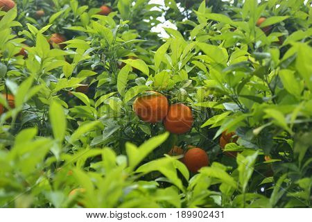 Ripe oranges on the tree branches among the green leaves