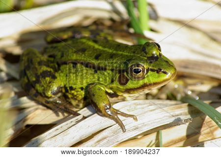 Green spotted frog sits on dry sedge leaves. Shallow depth of field. Selective focus.