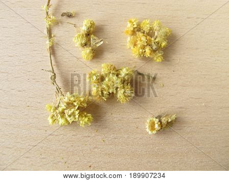 Dwarf everlast, Stoechados flos, for herbal medicine