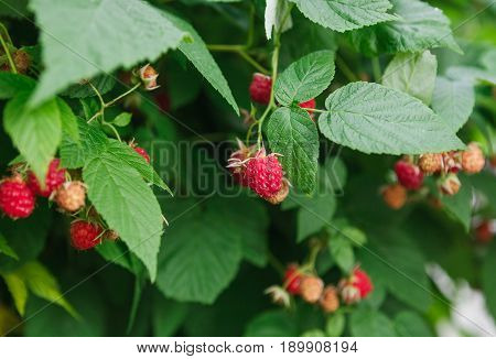 Raspberry cane closeup. Summer garden in village. Growing harvest at farm