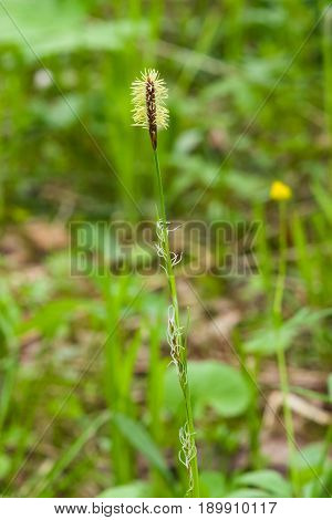 Blooming Black or common sedge Carex nigra close-up with bokeh background selective focus shallow DOF.