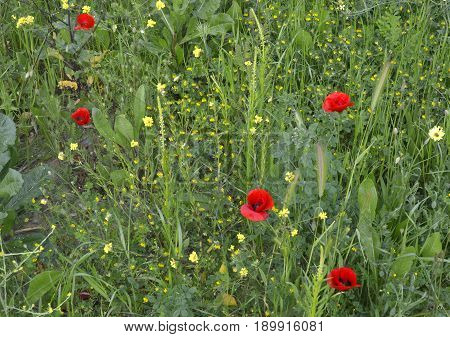 Poppy flowers and barbarea growing among the grass on the field