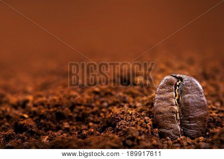 Arabica Coffee beans macro on a brown background close up macro