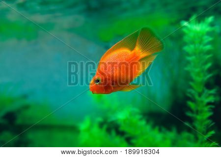 Red Blood Parrot Cichlid In Aquarium Plant Green Background. Goldfish, Funny Orange Colorful Fish -