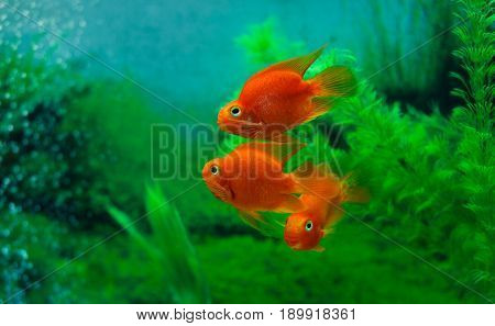 Red Blood Parrot Cichlid In Aquarium Plant Green Background. Funny Orange Colourful Fish - Hobby Con
