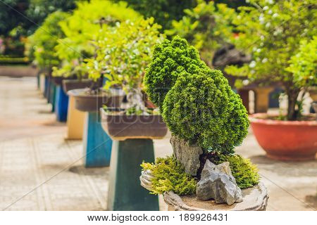 Bonsai And Penjing Landscape With Miniature Evergreen Tree In A Tray
