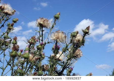Wilde Distel. Baumwolle (Scotch) Distel, Eselsdistel