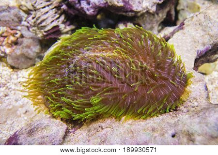 Polyphyllia talpina, Tongue coral, slipper coral.A large brown polyp with green tentacles. Hard coral.