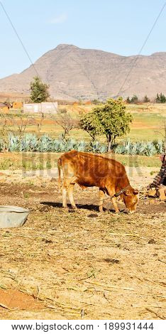 In Lesotho     Street Village