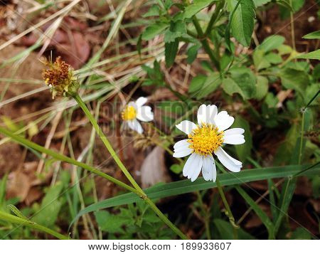 Coat Buttons, Asteracea