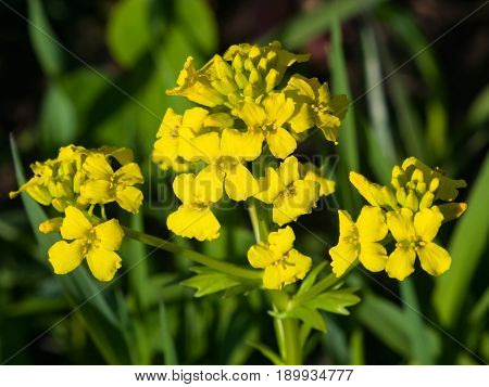 Flowers of herb barbara bittercress or Barbarea vulgaris macro selective focus shallow DOF.