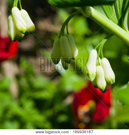 Flower buds on blooming polygonatum odoratum angular Solomon's seal close-up selective focus shallow DOF.