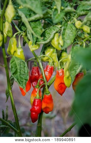 Pimento pepper plant gardening organic spice healthy produce Caribbean food ingredient