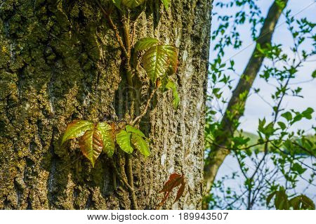 Poison Ivy growing up a tree in Connecticut.