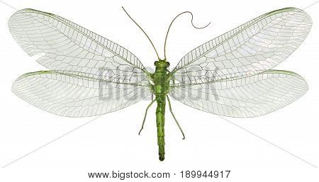 Green Lacewing Chrysopa on white Background - Chrysopa gibeauxi 
