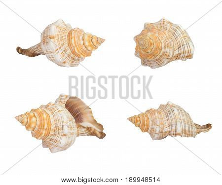 Seashell On White Background