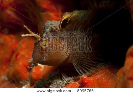 A Small Fish Comes Out Of Its Hole And It Showcases